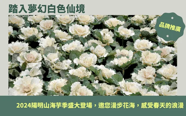 踏入夢幻白色仙境：2024陽明山海芋季盛大登場，邀您漫步花海，感受春天的浪漫