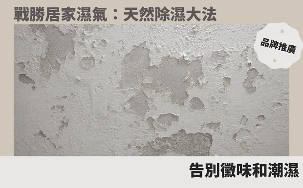 戰勝居家濕氣：天然除濕大法，告別黴味和潮濕！